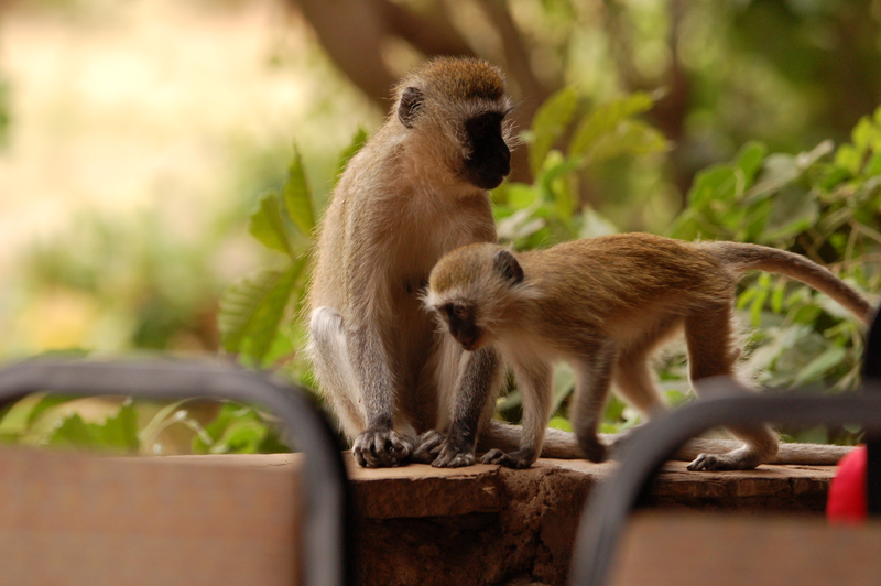 Illustration for article titled Out of Africa. Monkey Business.
